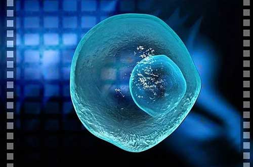 胚胎质量好的才会养囊成功吗？关于胚胎养囊的成功率！