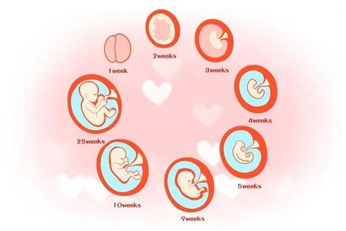 胚胎自身发育不好是什么原因？胚胎不发育是什么原因？