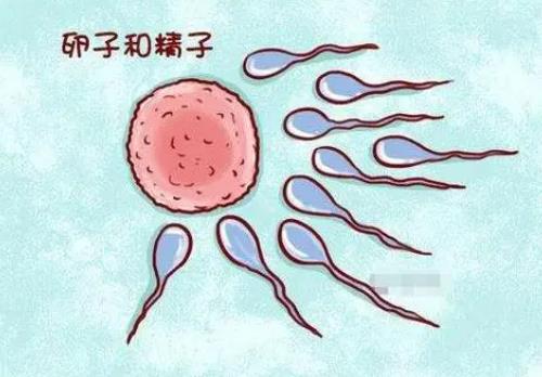 卵子畸形是怎么造成的？卵子是怎样形成的？