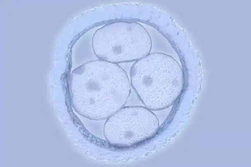 成都试管婴儿囊胚什么时候移植？什么是试管婴儿囊胚移植？