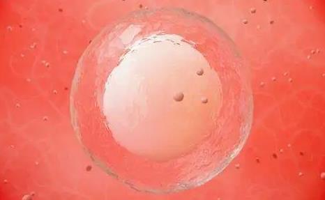 囊胚着床有什么感觉吗？囊胚比鲜胚成功率高吗？