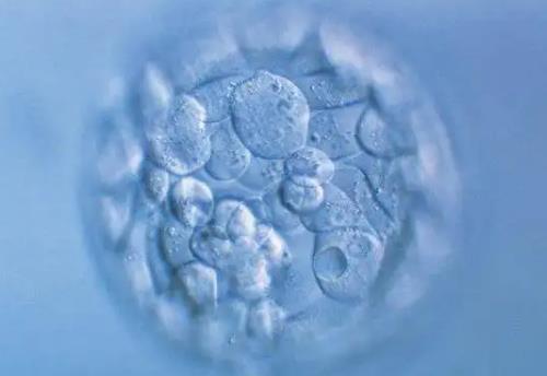 10个鲜胚养囊胚能养活几个？鲜胚和囊胚有什么区别？